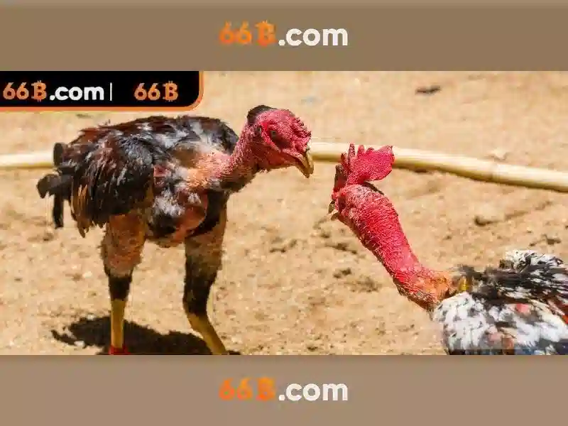 66B: Mô hình ngôn ngữ với 66 tỉ tham số Giao diện nhà cái hoàn hảo