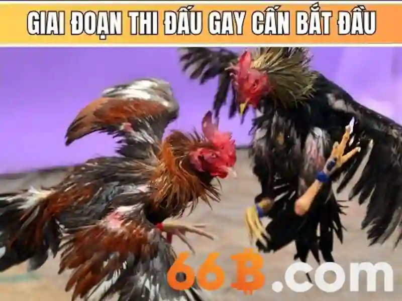 Giao diện nhà cái hoàn hảo